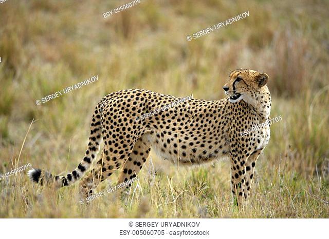 The cheetah Acinonyx jubatus