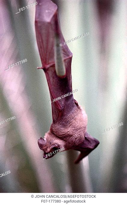 Mexican Free-tailed Bat (Tadarida brasiliensis). Carlsbad Caverns National Park, New Mexico, USA