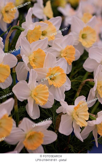 closeup of bicoloured daffodils, white and yellow