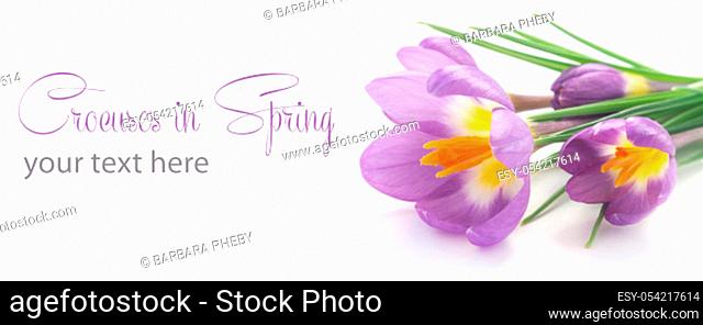 Crocuses Isolated On White With Copy Space