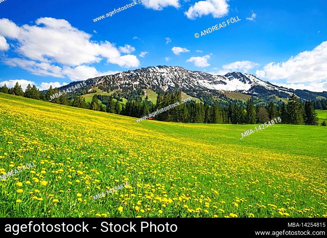 Spring in the Allgäu near Oberjoch. View to Kühgundkopf and Iseler. Flower meadow with dandelion in front of snow covered mountains under blue sky