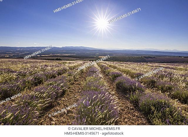 France, Vaucluse, regional natural reserve of Luberon, Lagarde d'Apt, field of lavender