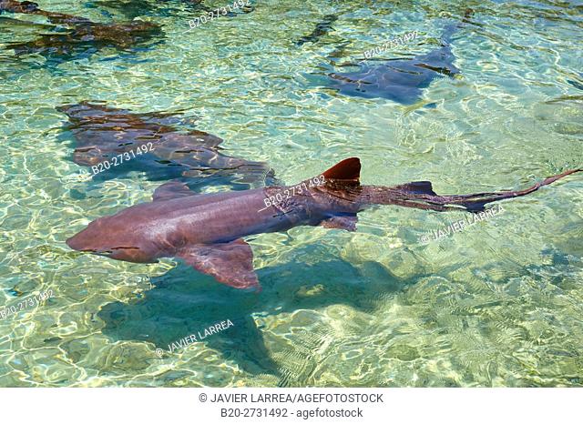 Grey reef shark (Carcharhinus amblyrhynchos), Oceanarium, San Martin de Pajarales island, Rosario Islands, Cartagena de Indias, Bolivar, Colombia, South America