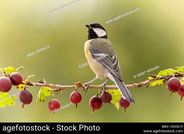 great tit is standing on a gooseberry branch