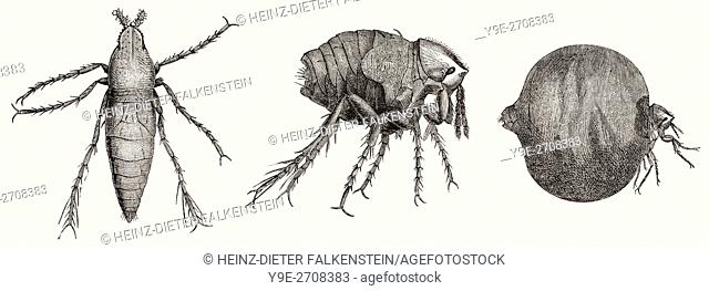 male and female chigoe flea or jigger, Tunga penetrans, a parasitic insect