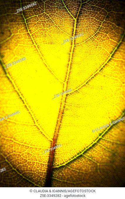 Close up of a yellow autumn leaf