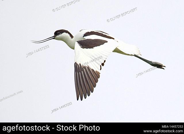 Avocet, Recurvirostra avosetta, in flight