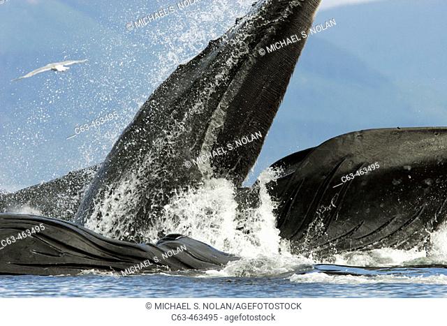 Adult humpback whales (Megaptera novaeangliae) cooperative bubble-net feeding in Iyoukeen Bay, southeast Alaska, USA
