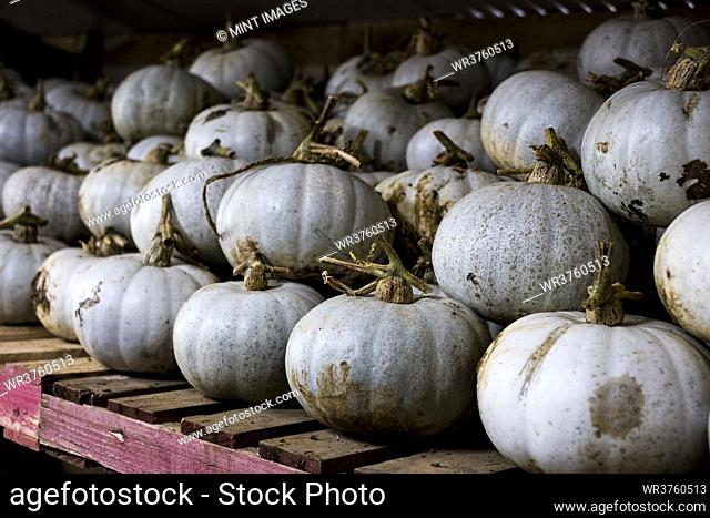 Close up of freshly picked white gourds on a shelf