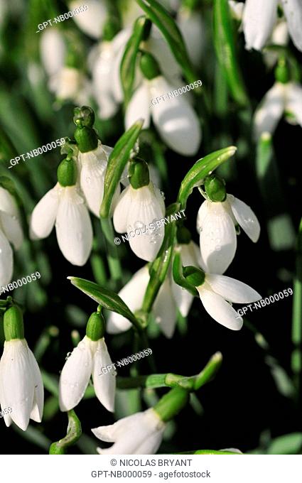 SNoWDROP GALANTHUS NIVALIS, WINTER FLOWER, SOMME 80, FRANCE