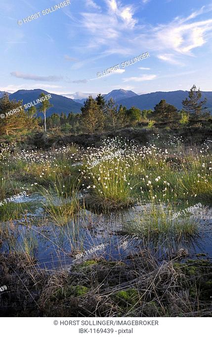 Wetlands, renaturation of moor with flowers from Hare's-tail Cottongrass, Tussock Cottongrass or Sheathed Cottonsedge (Eriophorum vaginatum) in Rosenheim