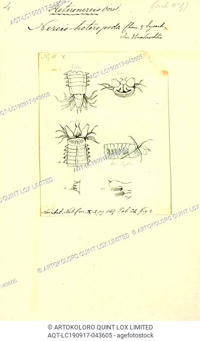 Nereis heteropoda, Print, Nereis is a genus of polychaete worms in the family Nereididae. It comprises many species, most of which are marine