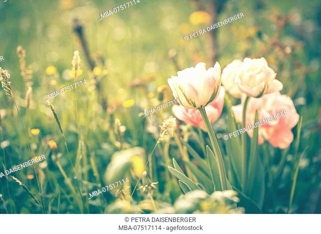 Flowers and blossoms, tulips, pink, filled