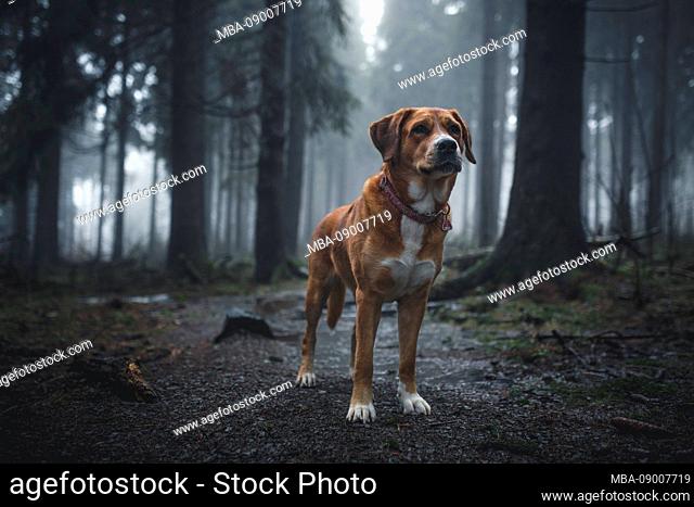 Dog Labrador Swiss Mountain Dog Mongrel in the Red Moor, Rh”n, Germany
