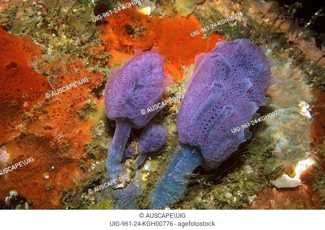 Compound ascidians (Hypsistozoa distomoides), several stalked colonies on a rock wall, mauve colour form. Deep Glen Bay, Tasmania, Australia