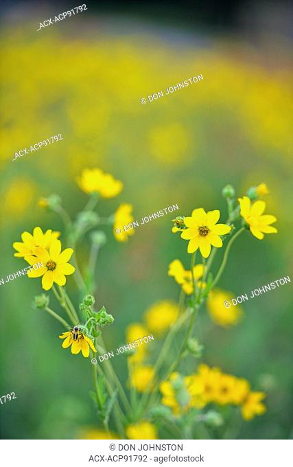 Engelmann daisy (Engelmannia peristenia), Johnson City, Texas, USA
