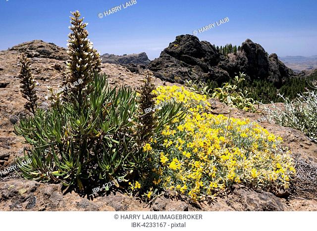 View from the hiking route to Roque Nublo Mountain to the west of Gran Canaria, blooming vegetation, Canary Islands, Spain