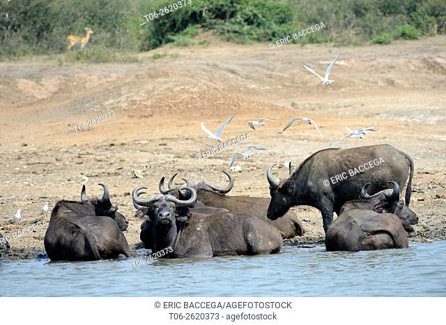 African / Cape buffalo (Syncerus caffer) bathing at Lake Edward, Queen Elizabeth National Park, Uganda, Africa