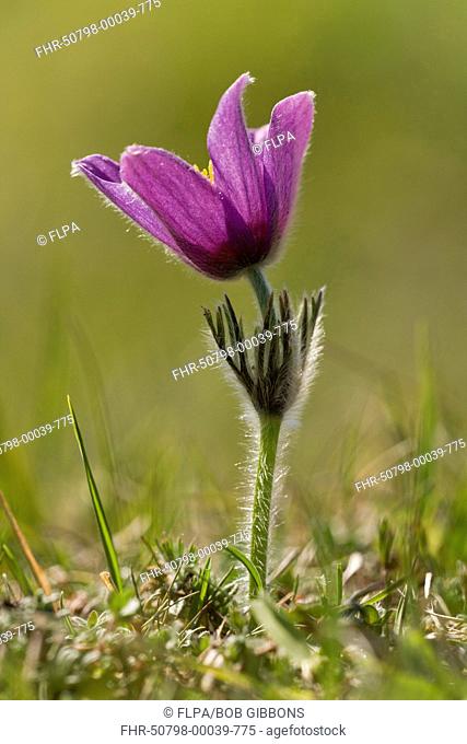Pasqueflower (Pulsatilla vulgaris) flowering, growing in old limestone grassland, Cotswolds, England, May