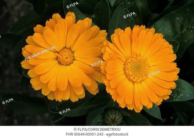 Pot Marigold Calendula officialis 'Gitana' Flowering