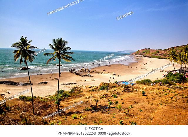 Palm trees on the beach, Vagator, Bardez, North Goa, Goa, India