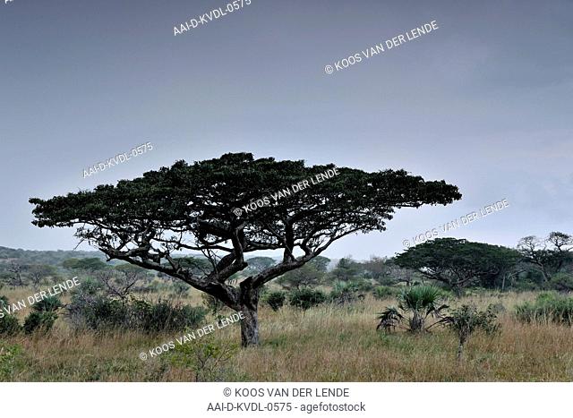 Pod mahogany before rain, Tembe Elephant Park, Maputaland, KwaZulu Natal, South Africa. Art