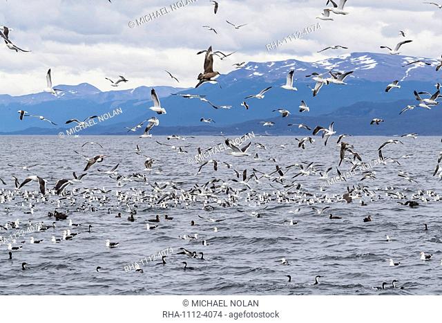 Adult Chilean skua, Stercorarius chilensis, harassing kelp gulls to force regurgitation, Beagle Channel, Argentina, South America