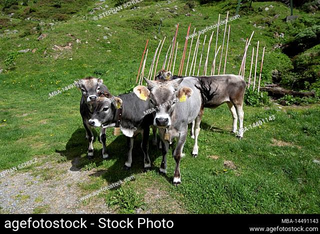 Free-range cows, mountain village Vens, Alps, Vens, Tyrol, Austria