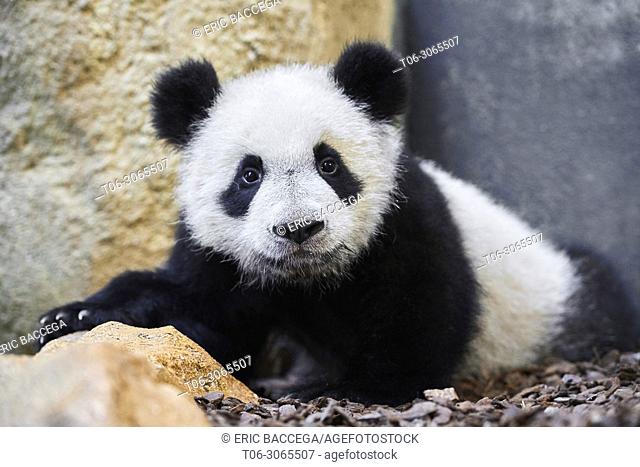Portrait of giant panda cub (Ailuropoda melanoleuca) captive. Yuan Meng, first giant panda ever born in France, is now 10 months old, Zooparc de Beauval