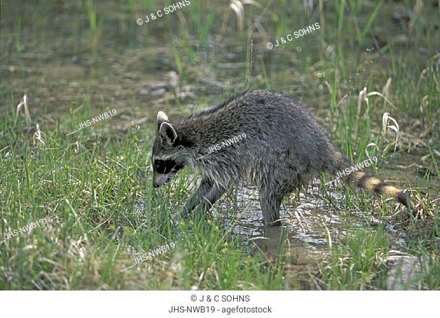 North American Raccoon , Raccoon , Procyon lotor , Montana , USA , America , adult searching for food
