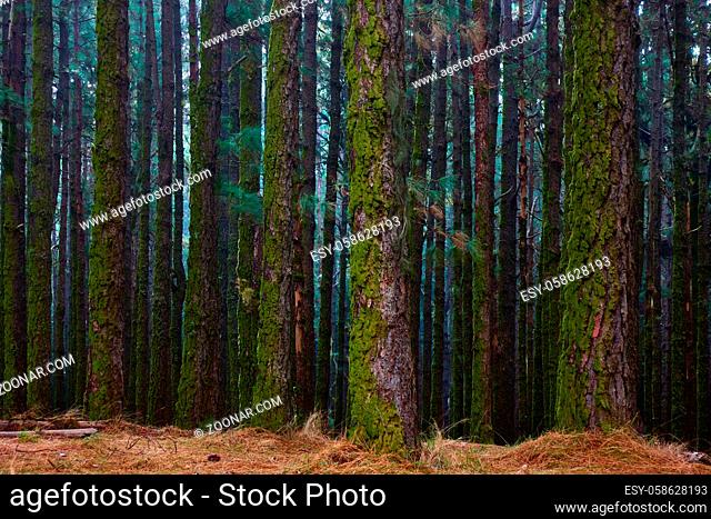 The dark forest - Pine trees with mossy trunks