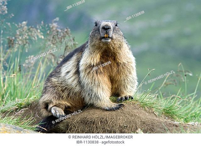 Alpine Marmot (Marmota marmota), Hohe Tauern National Park, Carinthia, Austria, Europe