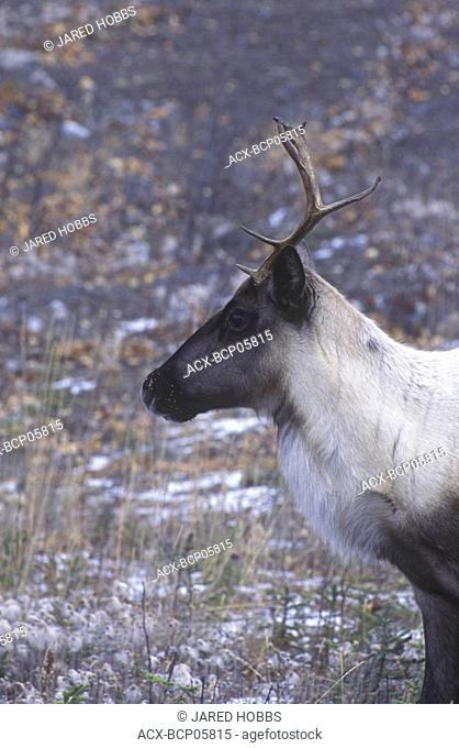 Caribou Rangifer tarandus populations are declining in the woodland caribou herds of southern, British Columbia, Canada