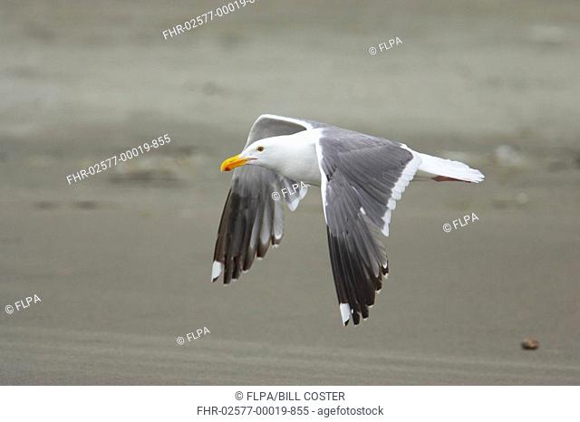 Western Gull Larus occidentalis adult, summer plumage, in flight over beach, Oregon, U S A