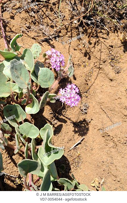 Pink sand verbena (Abronia umbellata) is a prostrate perennial herb native to western North America. This photo was taken in Torrey Pines Natural Reserve