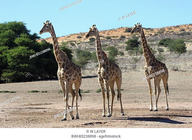 giraffe Giraffa camelopardalis, three animals walking through the steppe side by side, South Africa, Kgalagadi Transfrontier NP