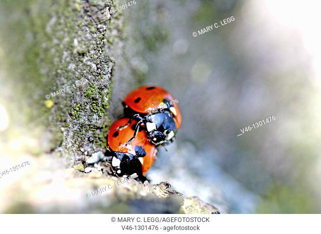 Mating seven-spotted ladybirds on cherry (Coccinella septempunctata). Emerging ladybirds appear on blooming fruit trees