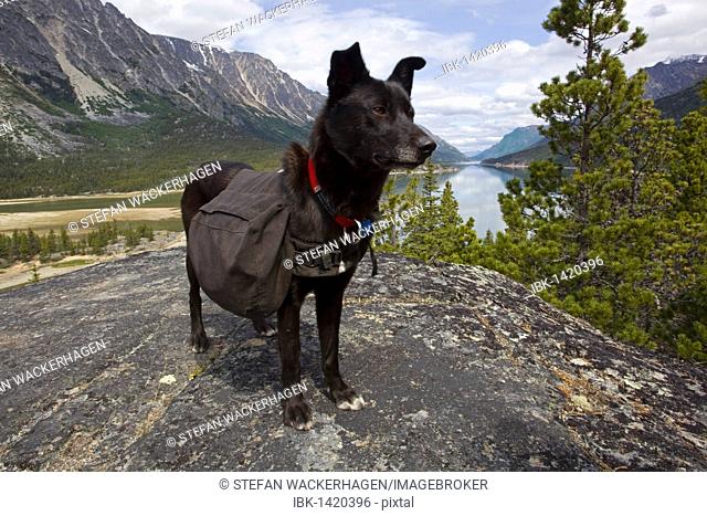 Sled dog, pack dog with pack, Lake Bennett behind, Chilkoot Trail, Chilkoot Pass, Yukon Territory, British Columbia, B. C., Canada