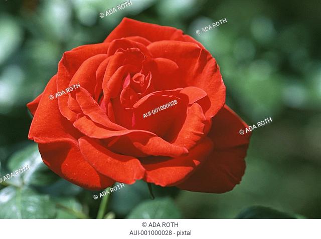 Rosa - bright red with a golden sheen attractive and yet demure