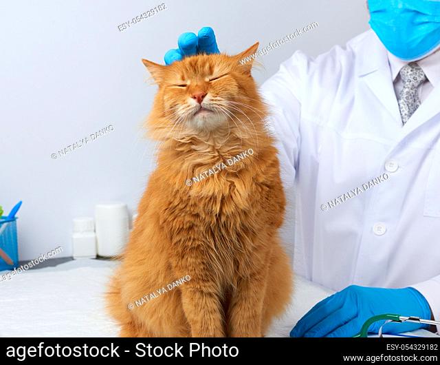 doctor in a white medical coat sits at a table and examines an adult fluffy red cat, vet workplace, white background