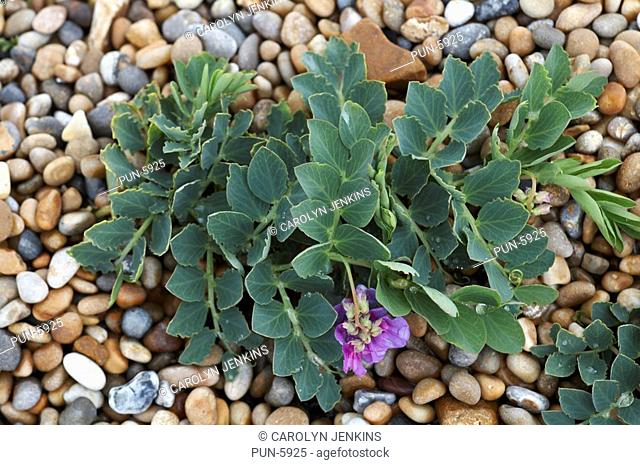 Sea pea Lathyrus japonicus ssp maritimus growing on the pebble banks of Chesil Beach at Dorset in Summer