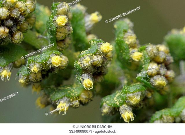 DEU, 2008: Annual Ragweed, Common Ragweed (Ambrosia artemisiifolia), flowering stem close-up