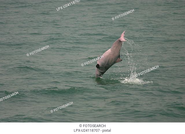 Indo-Pacific humpbacked dolphin Sousa chinensis somersaulting, Lantau Island, Hong Kong
