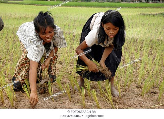 kampong, person, rice, transplanting, cambodia, people