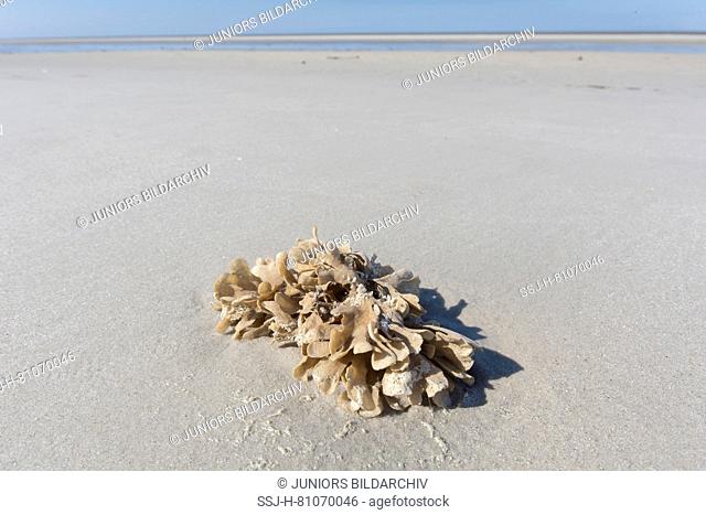 Flustra foliacea. Colony of animal, often mistaken for a seaweed, on tidal mudflat. Schleswig-Holstein Wadden Sea National Park, Germany