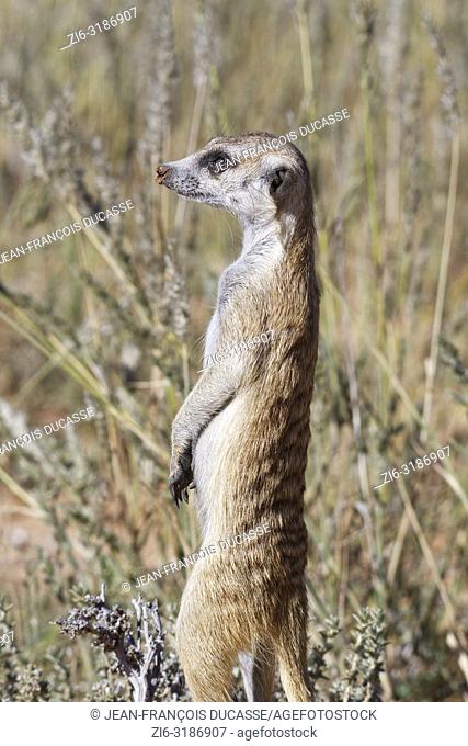 Meerkat (Suricata suricatta), adult standing at the burrow, observing the surroundings, alert, Kgalagadi Transfrontier Park, Northern Cape, South Africa, Africa