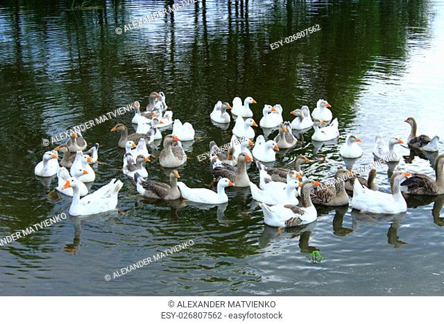 flight of young white geese swimming on the river