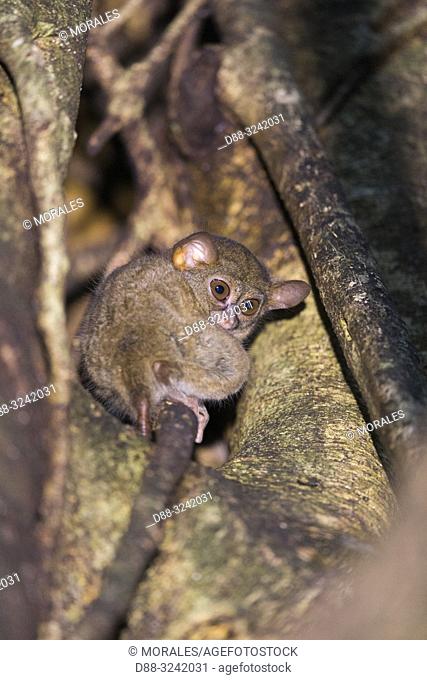 Asia, Indonesia, Celebes, Sulawesi, Tangkoko National Park, . Spectral tarsier (Tarsius spectrum, also called Tarsius tarsier)