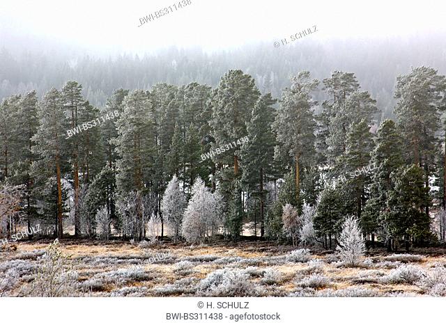 Scotch pine, Scots pine (Pinus sylvestris), Scots Pine and Downy Birches in mist, Sweden, Fulufjaellet National Park, Kopparbergs Laen