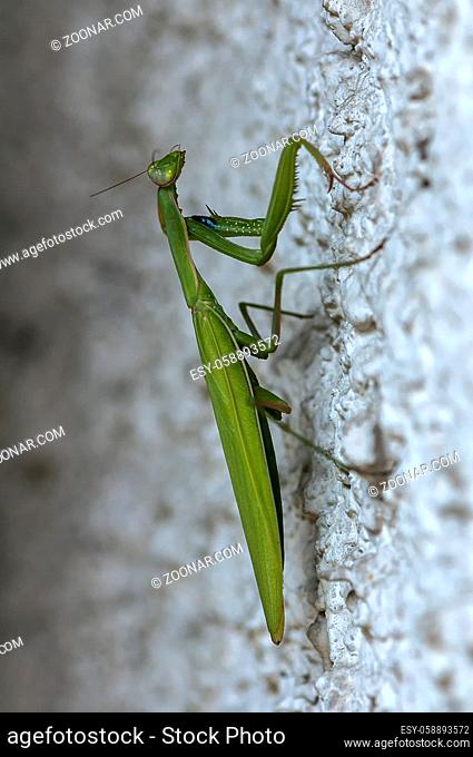 Closeup of a Praying Mantis climbing on a wall. Shallow depth of field
